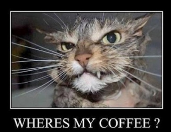 coffee cat