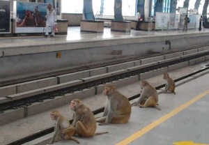 monkey platform